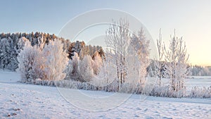 Winter landscape with frosty trees illuminated by warm sunlight. Christmas background. Winter nature. Frosty morning