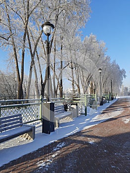 Winter landscape of frosty trees, white snow in city park. Trees in hoarfrost. Seasons, climate change, ecology