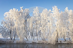 Winter landscape of frosty white trees in row on river shore. Beautiful winter scene on bright sunny day