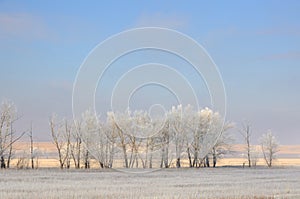 Winter landscape with frozen bare trees on cleaned agricultural field covered with frozen dry yellow grass under blue sky