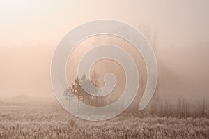 Winter landscape with frozen bare trees on a field covered with frozen dry grass in a thick fog during sunrise