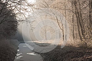 Winter landscape in a frozen forest photo