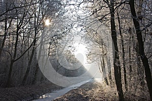 Winter landscape in a frozen forest photo