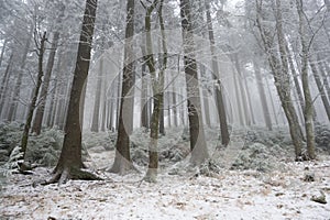 Winter landscape frozen forest, elephant statue in the mountains Kralicky Sneznik Czech Republic