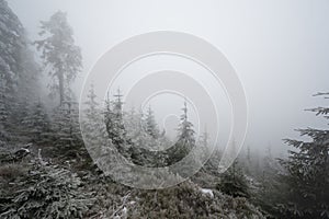 Winter landscape frozen forest, elephant statue in the mountains Kralicky Sneznik Czech Republic