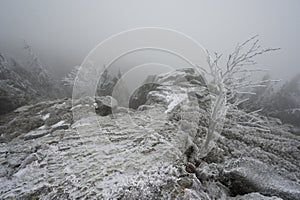 Winter landscape frozen forest, elephant statue in the mountains Kralicky Sneznik Czech Republic