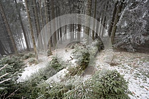 Winter landscape frozen forest, elephant statue in the mountains Kralicky Sneznik Czech Republic