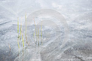 Winter landscape.Frozen lake with little plants sticking out of the ice.