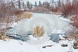 Winter landscape of frozen marsh with reeds and willows