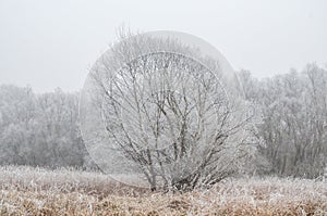 Winter landscape with frozen trees