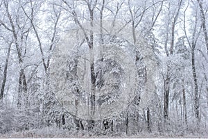 Winter landscape, frozen trees