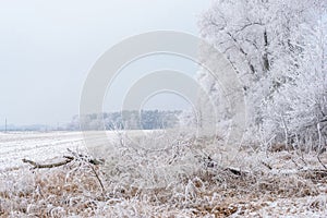 Winter landscape, frozen trees