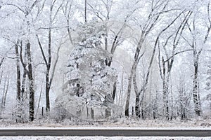 Winter landscape, frozen trees