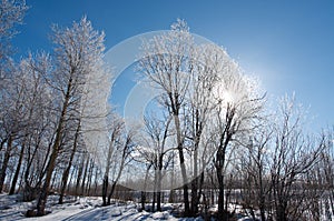 Winter landscape. frozen trees.