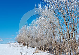 Winter landscape. frozen trees.