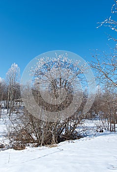 Winter landscape. frozen trees.