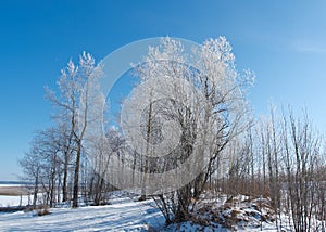 Winter landscape. frozen trees.