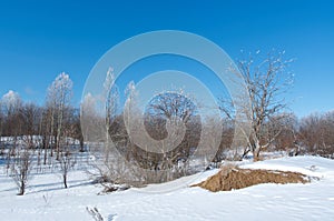 Winter landscape. frozen trees.