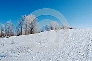 Winter landscape. frozen trees.