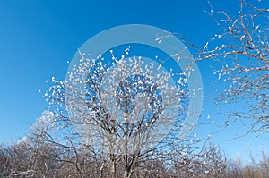 Winter landscape. frozen trees.