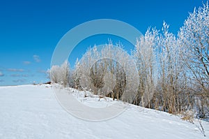 Winter landscape. frozen trees.