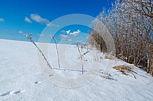 Winter landscape. frozen trees.