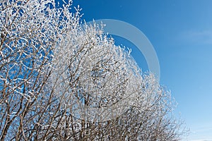 Winter landscape. frozen trees.