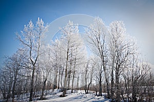 Winter landscape. frozen trees.