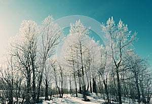 Winter landscape. frozen trees.