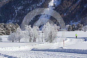 Winter landscape with frozen trees and cross-country ski tracks in Alps