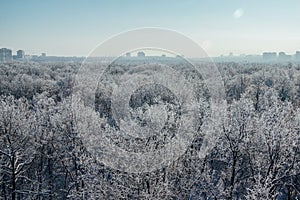 Winter landscape. Frozen trees in a forest covered by snow and hoarfrost on modern houses background near the city of Voronezh