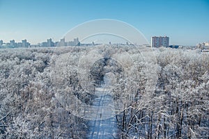 Winter landscape. Frozen trees in a forest covered by snow and hoarfrost on modern houses background near the city of Voronezh