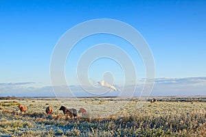 Winter landscape of grassland with horses