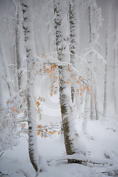 Winter landscape in Greece