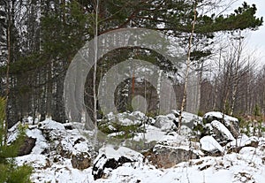 Winter landscape with green fir trees and large stones, boulders covered with the first snow.