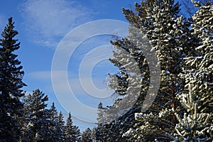 Winter landscape. Green pine trees covered with snow against a blue sky.