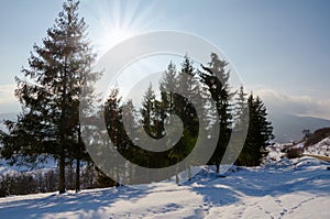 Winter Landscape, green spruce sheltered Format, Christmas tree