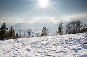 Winter Landscape, green spruce sheltered Format, Christmas tree