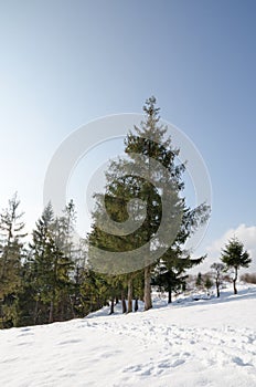 Winter Landscape, green spruce sheltered Format, Christmas tree