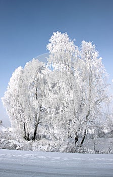 Winter landscape of a group of the birch trees near the road.