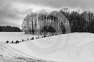 Winter landscape with group of trees above a hill behind a moody sky