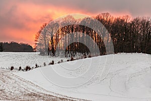 Winter landscape with group of trees above a hill behind a spectacular orange sky at sunset
