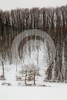 Winter landscape with group of trees on a hill