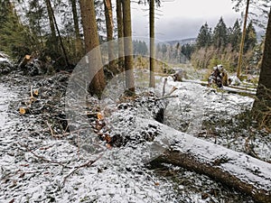 winter landscape in Harz Mountains