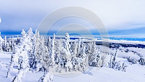 Winter Landscape in the High Alpine with Snow Covered Trees on the Hills surrounding Sun Peaks