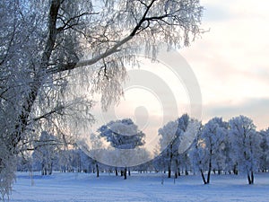 Winter landscape in hoarfrost