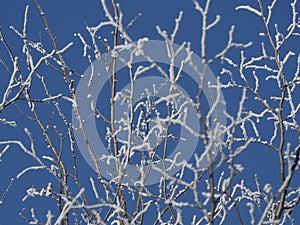 Winter landscape with hoarfrost on tree branches with clear blue sky background