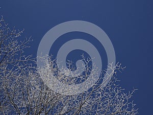 Winter landscape of hoarfrost on tree branches with clear blue sky background with copy space