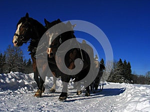 Trineo tirado por caballos 