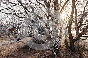 Winter landscape with ice on the trees and sunlight streaming through the branches